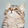 Cat portrait