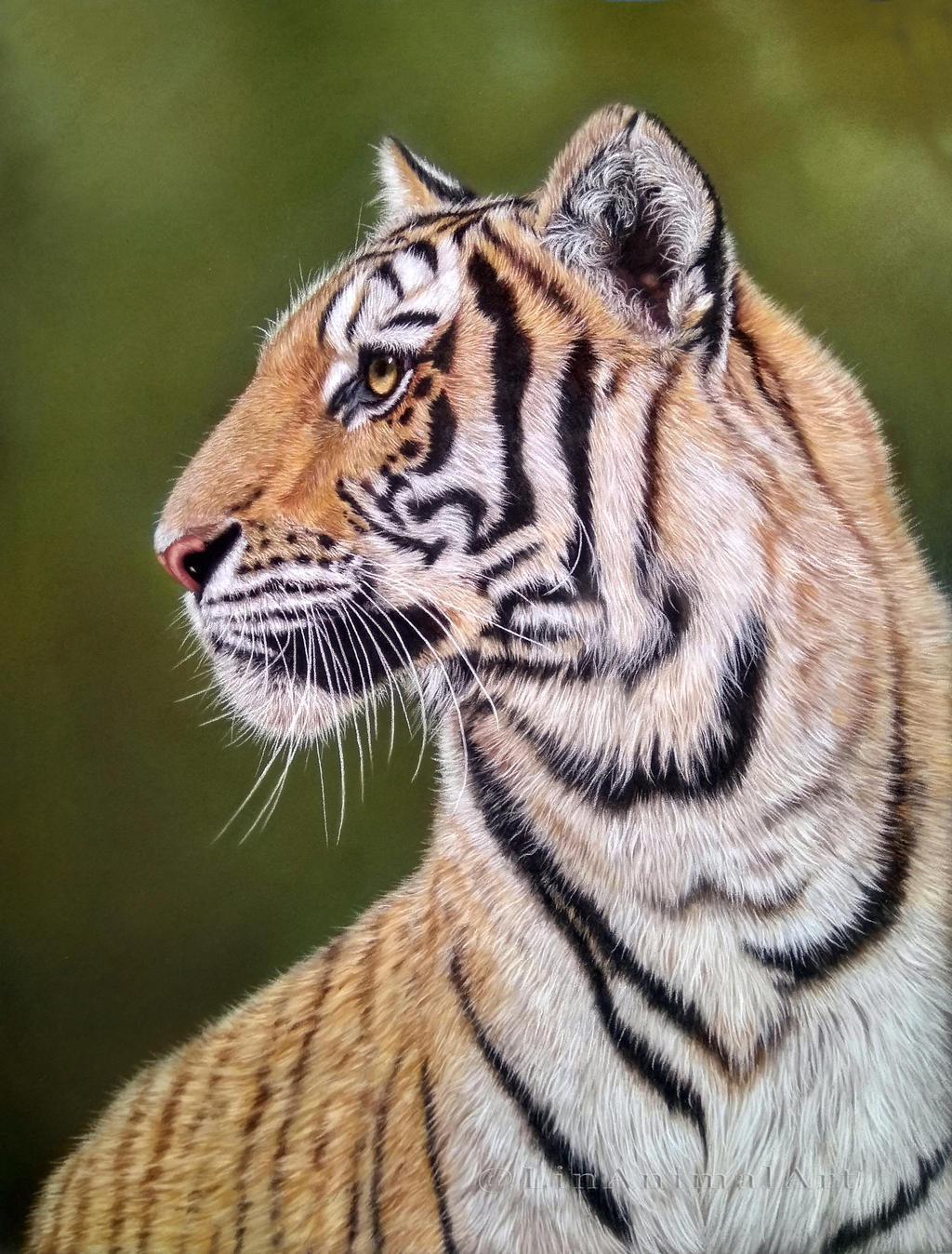 Tiger by Linanimalart on DeviantArt