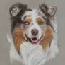 Australian shepherd dog portrait