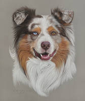 Australian shepherd dog portrait