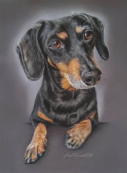 Dachshund