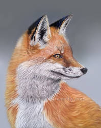 Fox drawing