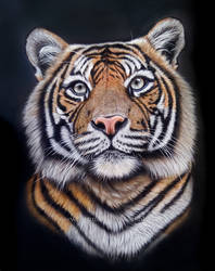 Tiger pastel portrait