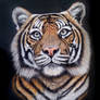 Tiger pastel portrait