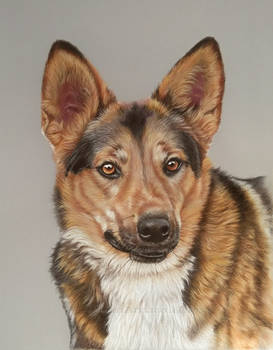 Dog drawing