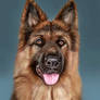Dog portrait