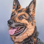 Dog portrait