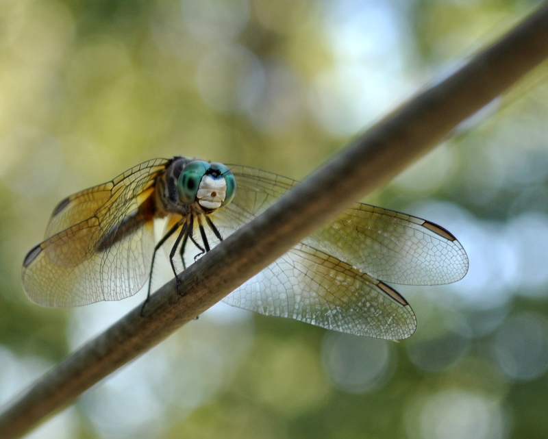 Blue Dasher