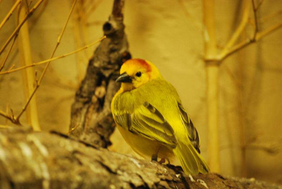 Zoo Trip Bird Two