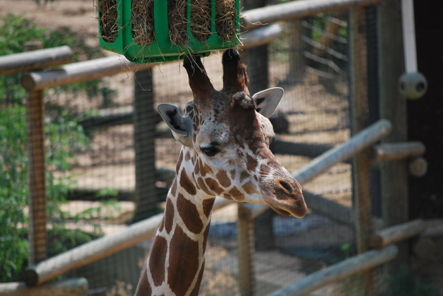 Zoo Trip Giraffe