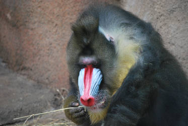 Zoo Trip Baboon