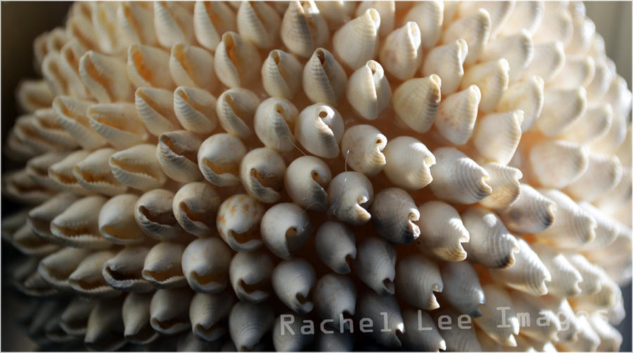 Ball Shaped Shell ball of shells by Rachel-lee-images on DeviantArt