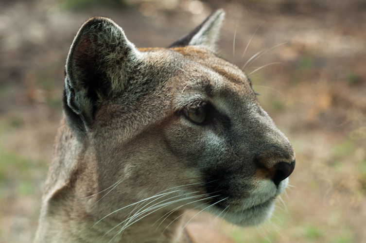 Florida Panther