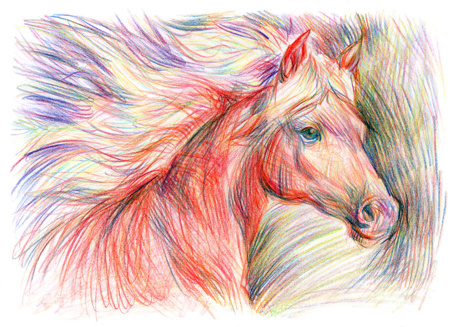 Haflinger Portrait