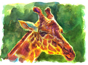 Giraffe Portrait