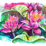 Magenta Lotus Siblings