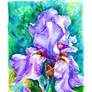 Lilac Iris Study