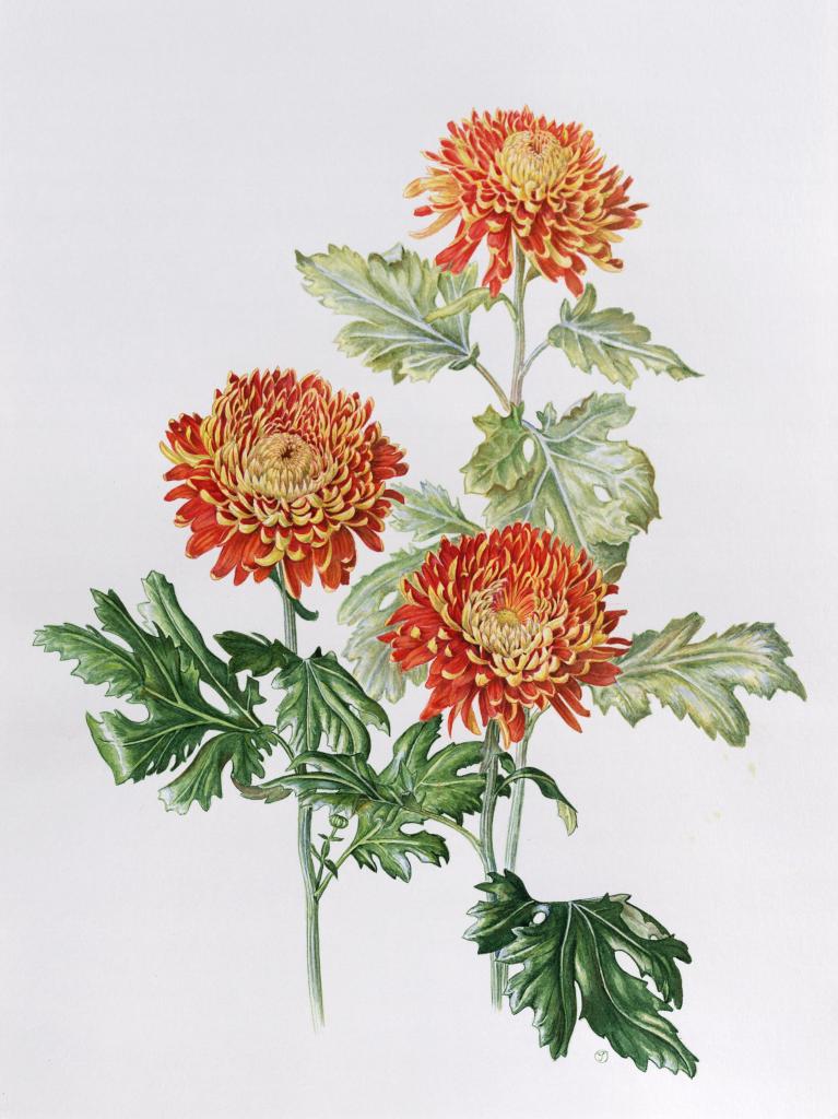 Red chrysanthemum