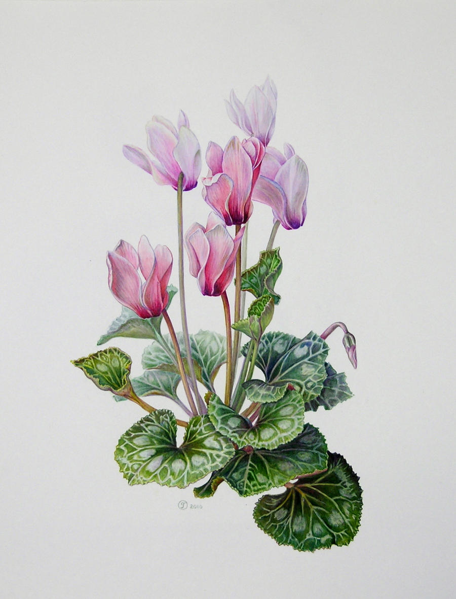 cyclamen