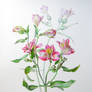 Alstroemeria