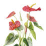 Anthurium andreanum