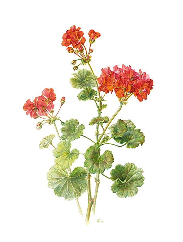 Pelargonium  zonale