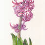 Hyacinthus