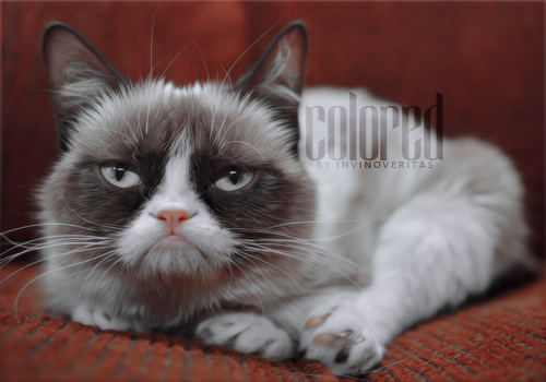 Grumpy Cat Coloring By Xcrusnik On DeviantArt
