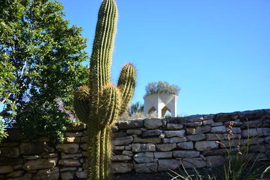 Texas Sized Cactus