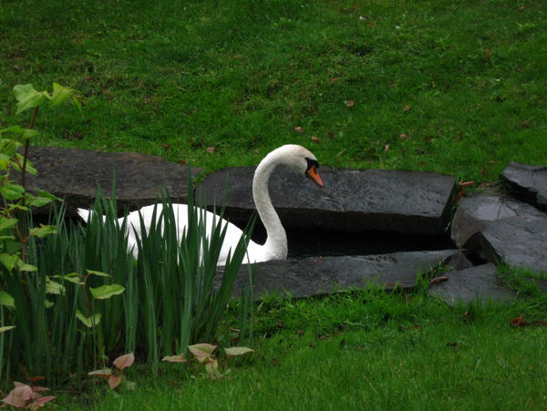 Swan 03