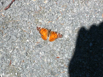 Butterfly 08