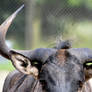 cows  horns