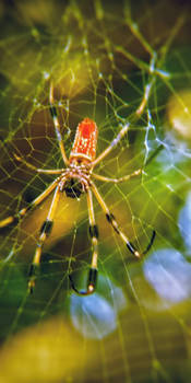 The Golden orb weaver