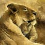 Lions oil on panel