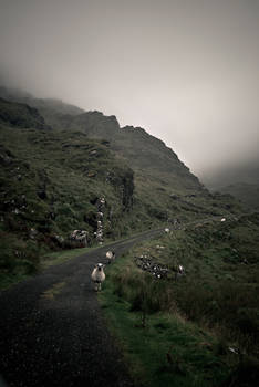 irish landscape with sheep