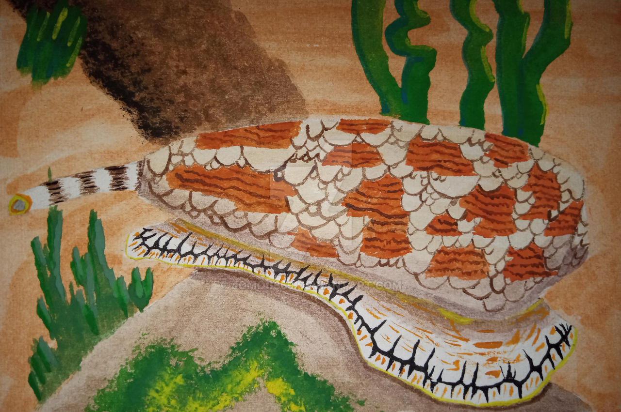 Cone Snail