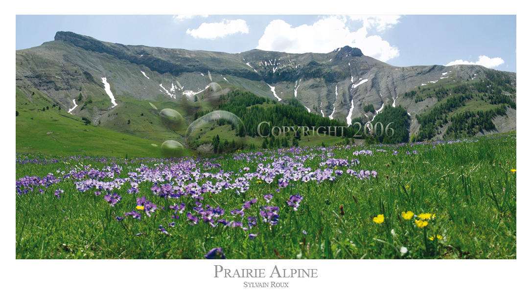 Prairie Alpine1 by Sylours on DeviantArt