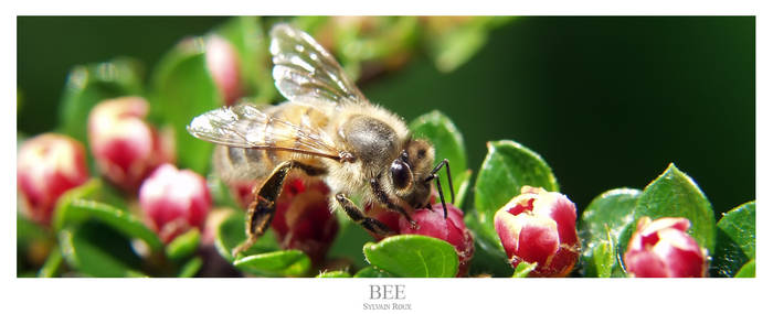 BEE II