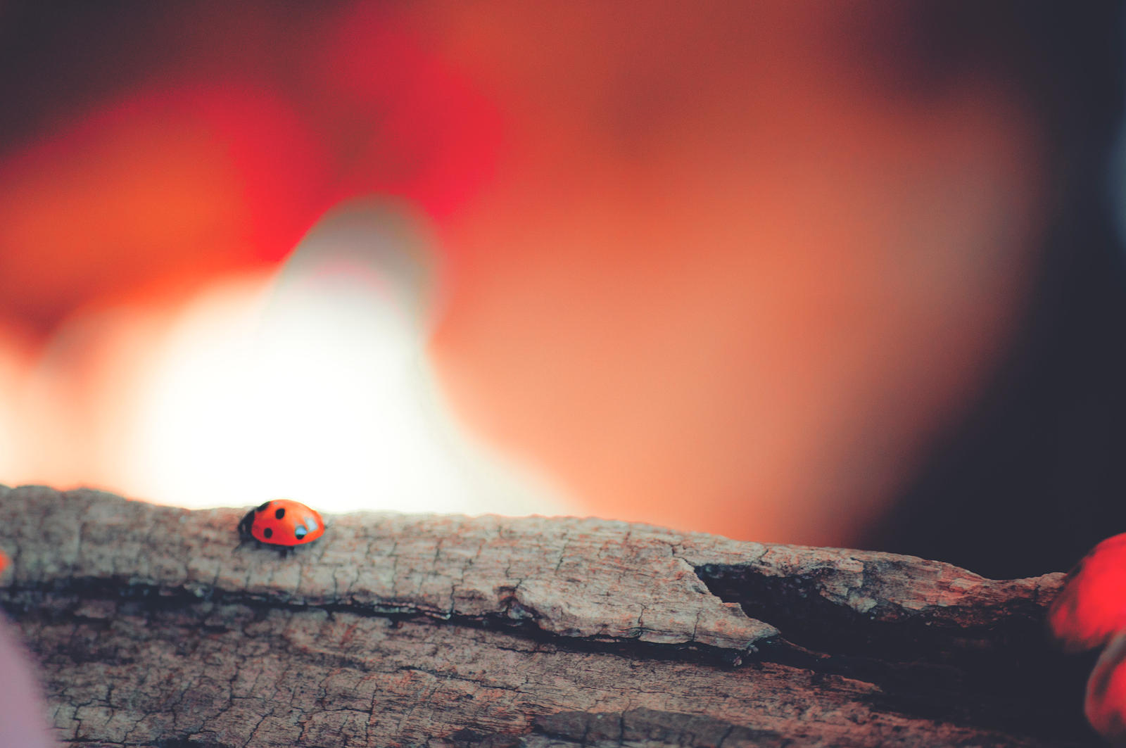 Ladybug and Lady Autumn II