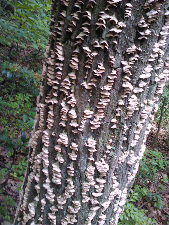 Growing on a tree