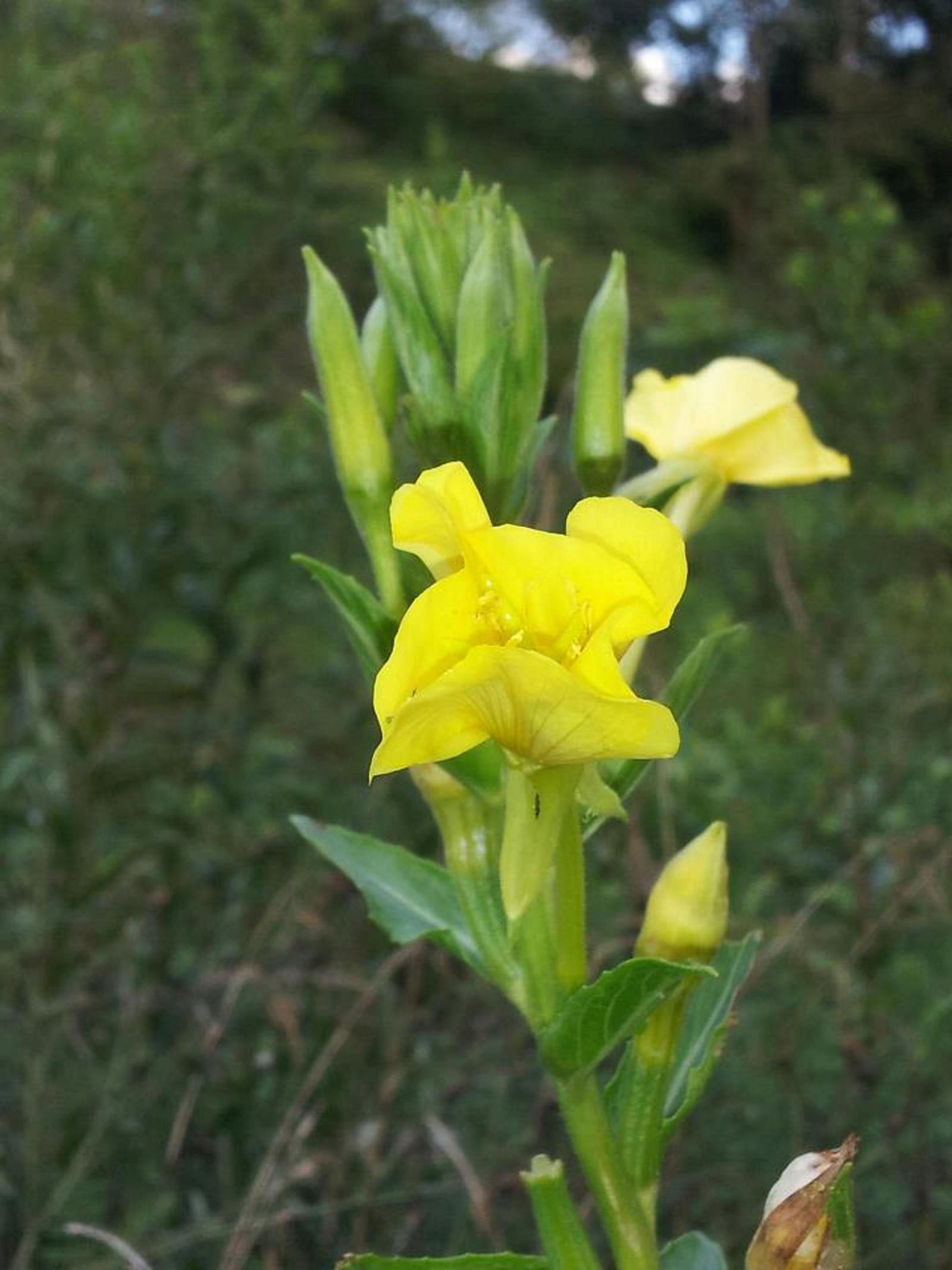 Tall Yellow flower
