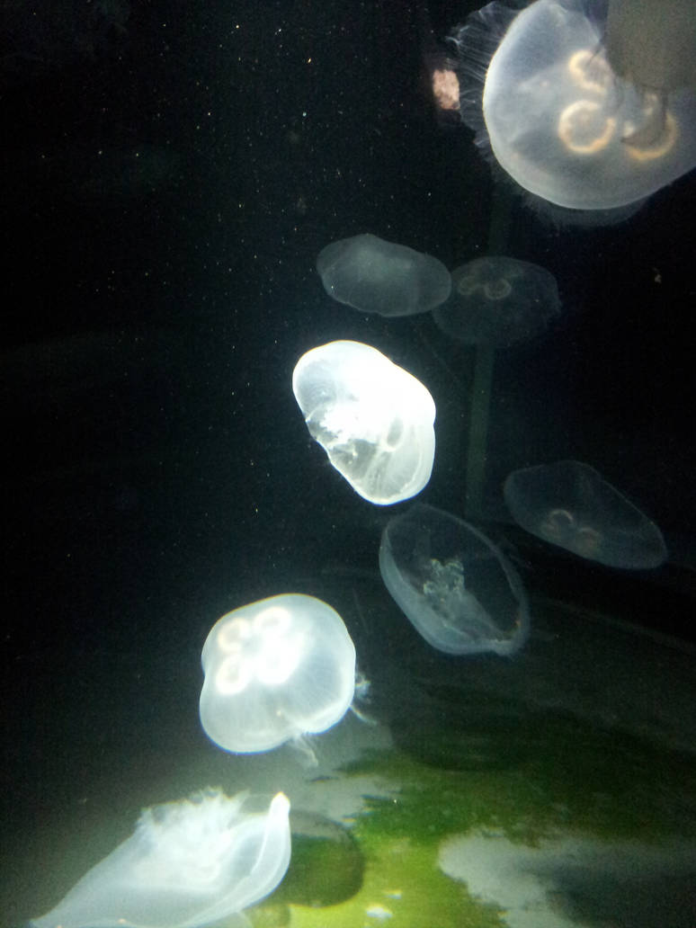 Jellies