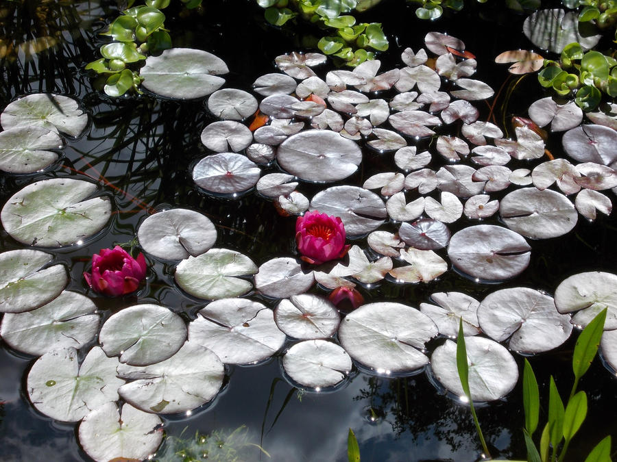 Water plants