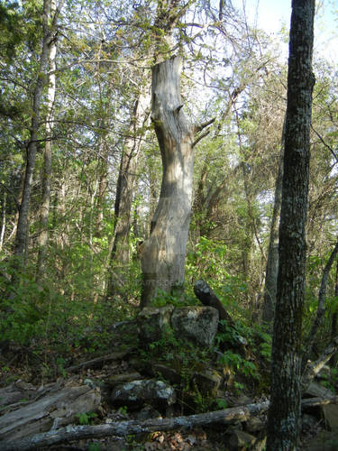 The dead tree in the fireplace