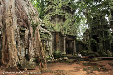 angkor. Ta Prohm. IV