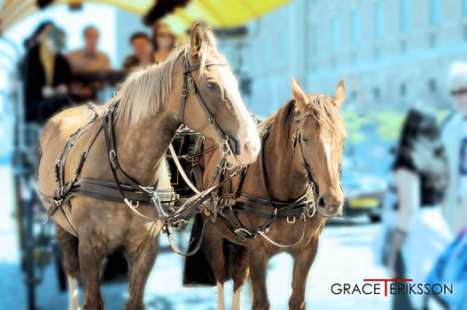 Horses and Tourists in Stockholm