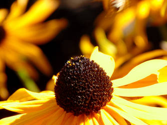 Sunny Sunflower