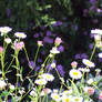 Flower 04