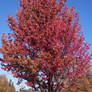Red Tree