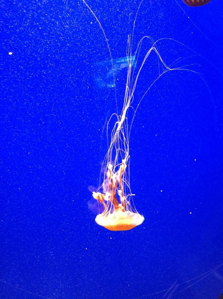 Jellyfish